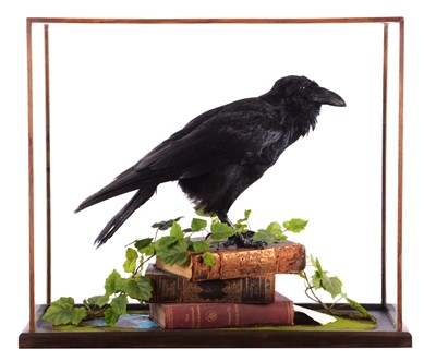 Lot 229 - Taxidermy: Edgar Allan Poe "The Raven" (Corvus...