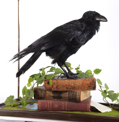 Lot 229 - Taxidermy: Edgar Allan Poe "The Raven" (Corvus...