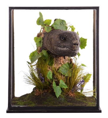 Lot 298 - Natural History: A Cast of a Giant Tortoise...