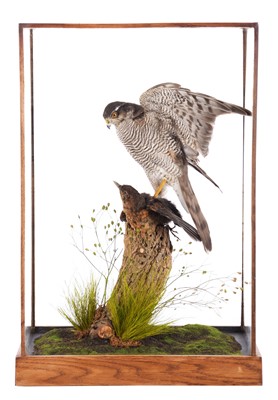 Lot 133 - Taxidermy: A Cased European Sparrowhawk...