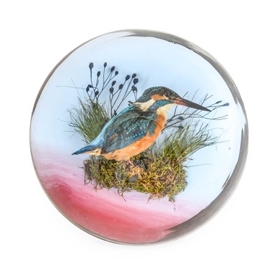 Lot 137 - Taxidermy: A Wall Domed European Kingfisher...