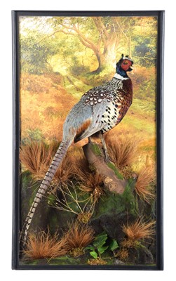 Lot 300 - Taxidermy: A Cased Ring-necked Pheasant...