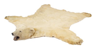 Lot 260 - Taxidermy: Polar Bear Skin (Ursus maritimus),...