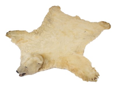 Lot 260 - Taxidermy: Polar Bear Skin (Ursus maritimus),...