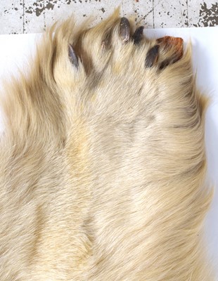 Lot 260 - Taxidermy: Polar Bear Skin (Ursus maritimus),...
