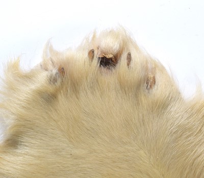Lot 260 - Taxidermy: Polar Bear Skin (Ursus maritimus),...