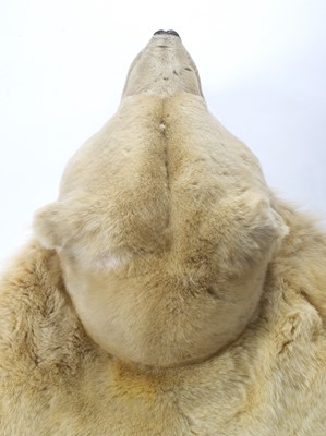 Lot 260 - Taxidermy: Polar Bear Skin (Ursus maritimus),...
