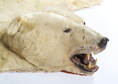 Lot 260 - Taxidermy: Polar Bear Skin (Ursus maritimus),...