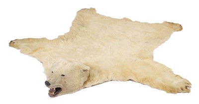 Lot 260 - Taxidermy: Polar Bear Skin (Ursus maritimus),...