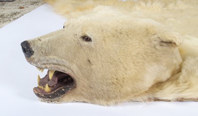Lot 260 - Taxidermy: Polar Bear Skin (Ursus maritimus),...