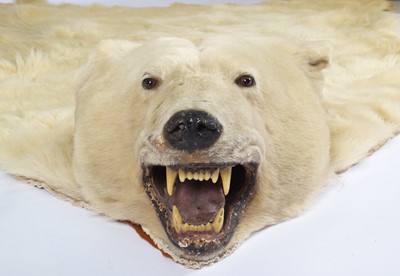 Lot 260 - Taxidermy: Polar Bear Skin (Ursus maritimus),...