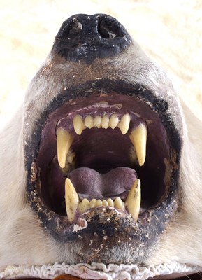 Lot 260 - Taxidermy: Polar Bear Skin (Ursus maritimus),...