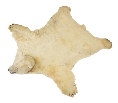 Lot 260 - Taxidermy: Polar Bear Skin (Ursus maritimus),...