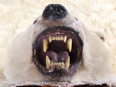 Lot 260 - Taxidermy: Polar Bear Skin (Ursus maritimus),...