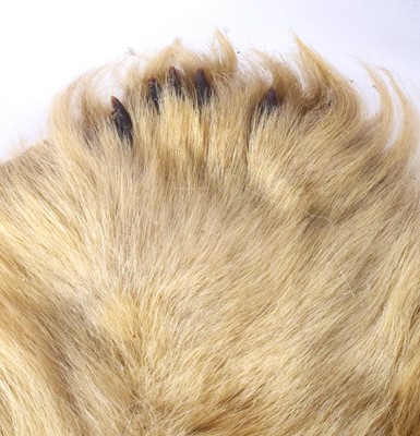 Lot 260 - Taxidermy: Polar Bear Skin (Ursus maritimus),...