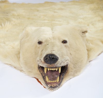 Lot 260 - Taxidermy: Polar Bear Skin (Ursus maritimus),...