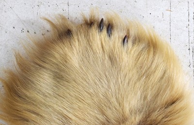 Lot 260 - Taxidermy: Polar Bear Skin (Ursus maritimus),...