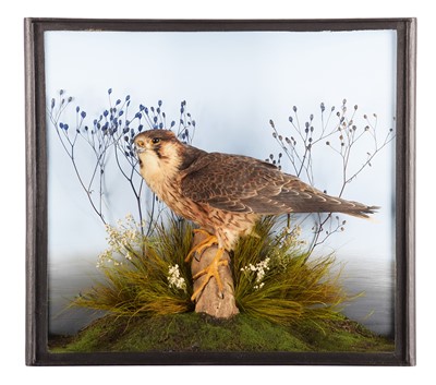 Lot 119 - Taxidermy: A Cased Barbary Falcon (Falco...