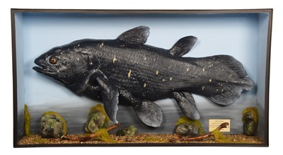 Lot 143 - Taxidermy/Natural History: A Large Cased Cast...