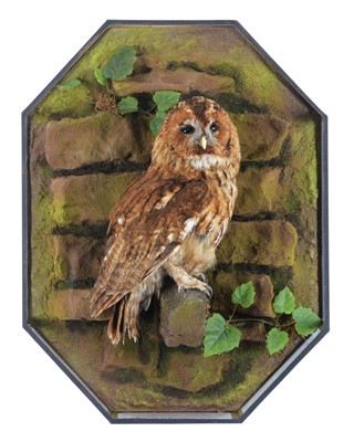 Lot 1121 - Taxidermy: A Wall Cased Tawny Owl (Strix...