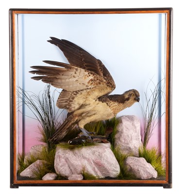 Lot 244 - Taxidermy: A Late Victorian Cased Osprey...