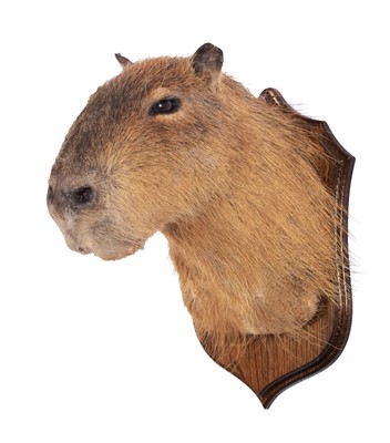 Lot 303 - Taxidermy: Capybara (Hydrochoerus...