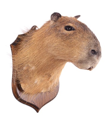 Lot 303 - Taxidermy: Capybara (Hydrochoerus...