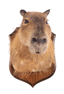 Lot 303 - Taxidermy: Capybara (Hydrochoerus...