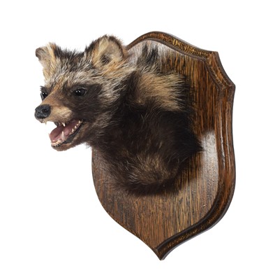 Lot 291 - Taxidermy: Racoon Dog (Nyctereutes...