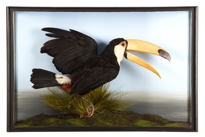 Lot 304 - Taxidermy: A Cased Toco Toucan (Ramphastos...