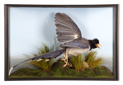 Lot 279 - Taxidermy: A Cased Red-billed Blue Magpie...