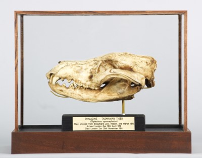 Lot 191 - Natural History/Skulls: A Cased Recreation of...