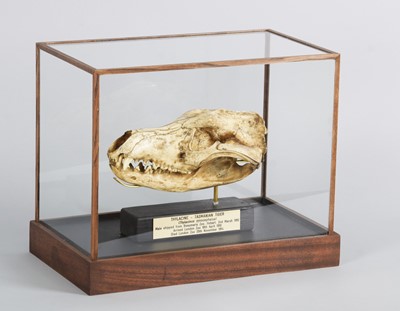 Lot 191 - Natural History/Skulls: A Cased Recreation of...