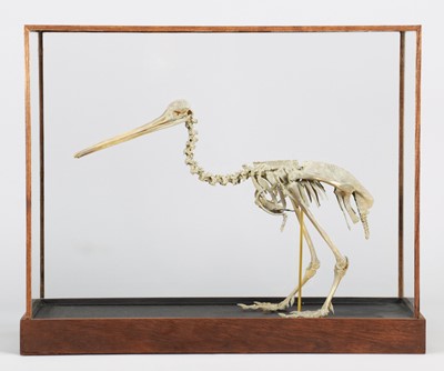 Lot 184 - Skeletons/Anatomy: A Cased Recreation of a New...