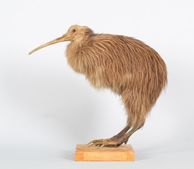 Lot 313 - Taxidermy: A New Zealand North Island Brown...