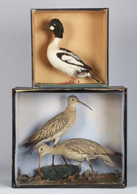 Lot 1369 - Taxidermy: A Cased Goldeneye Duck and a Pair...