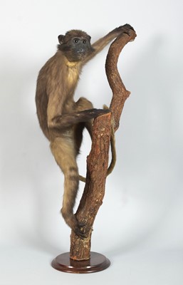 Lot 214 - Taxidermy: A Late Victorian Sooty Mangabey...