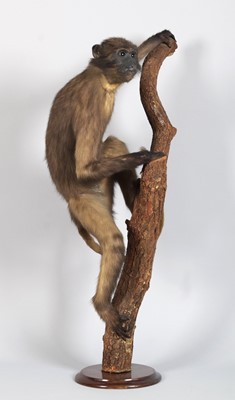 Lot 214 - Taxidermy: A Late Victorian Sooty Mangabey...