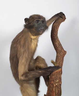 Lot 214 - Taxidermy: A Late Victorian Sooty Mangabey...