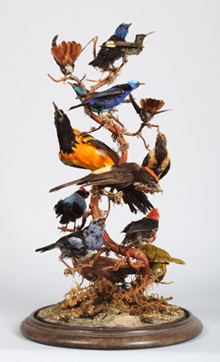 Lot 121 - Taxidermy: A Late Victorian Display of...