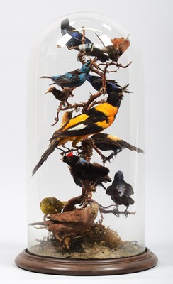 Lot 121 - Taxidermy: A Late Victorian Display of...