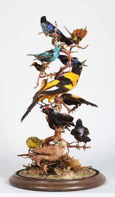 Lot 121 - Taxidermy: A Late Victorian Display of...