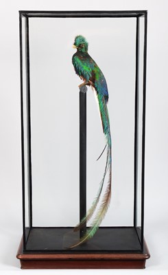 Lot 225 - Taxidermy: A Large Cased Resplendent Quetzal...