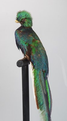 Lot 225 - Taxidermy: A Large Cased Resplendent Quetzal...