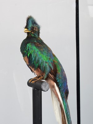 Lot 225 - Taxidermy: A Large Cased Resplendent Quetzal...
