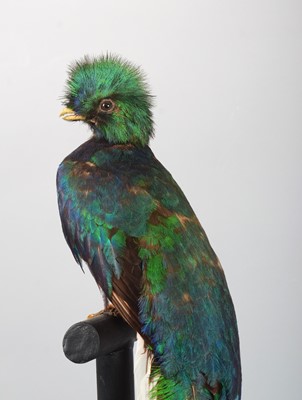 Lot 225 - Taxidermy: A Large Cased Resplendent Quetzal...
