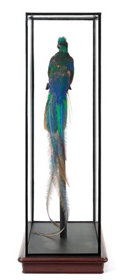 Lot 225 - Taxidermy: A Large Cased Resplendent Quetzal...
