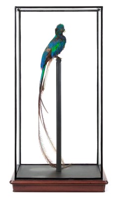 Lot 225 - Taxidermy: A Large Cased Resplendent Quetzal...