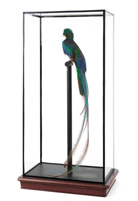 Lot 225 - Taxidermy: A Large Cased Resplendent Quetzal...