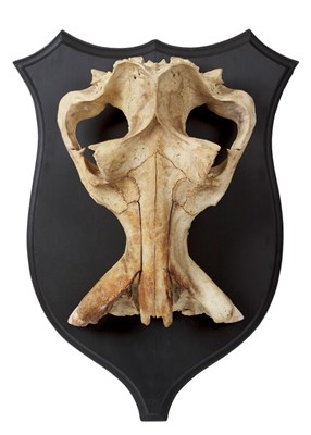 Lot 88 - Skulls/Anatomy: African Hippopotamus Skull...